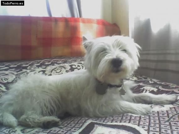 La foto del perro