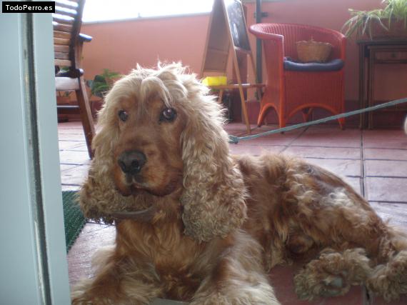 La foto del perro