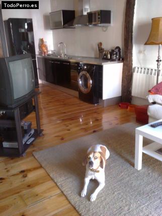 La foto del perro