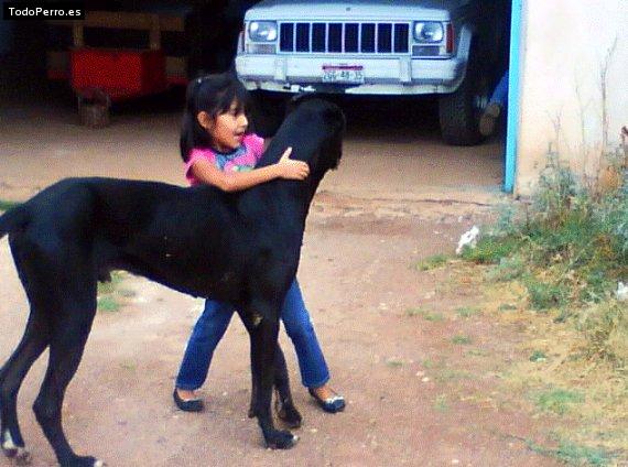 La foto del perro
