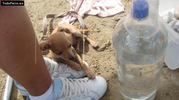 La foto del perro