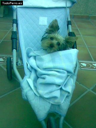 La foto del perro