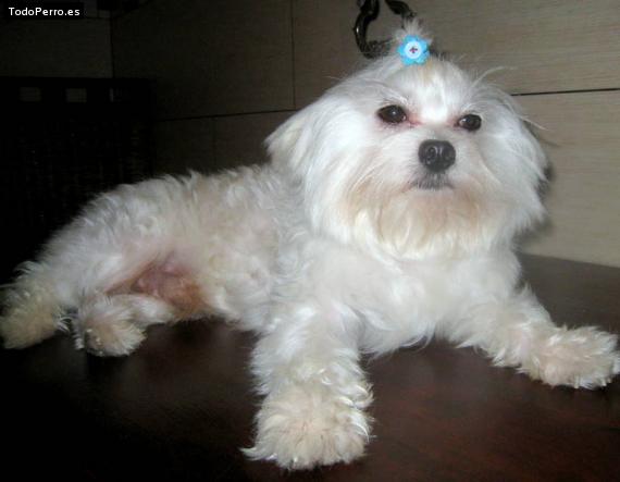 La foto del perro