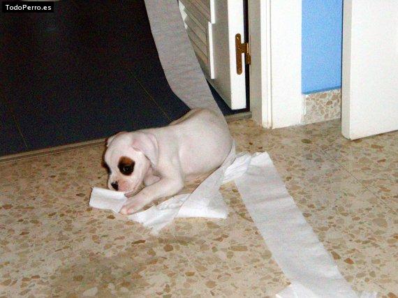 La foto del perro