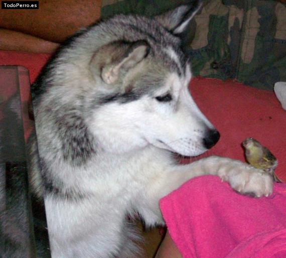 La foto del perro