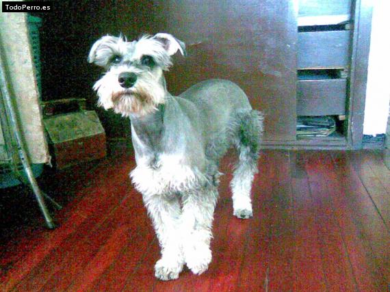 La foto del perro