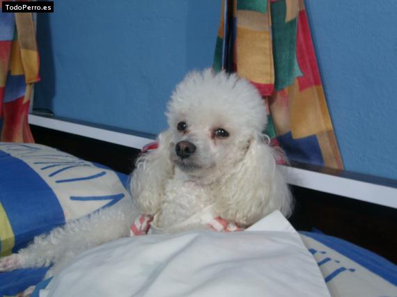La foto del perro