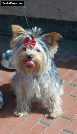 La foto del perro