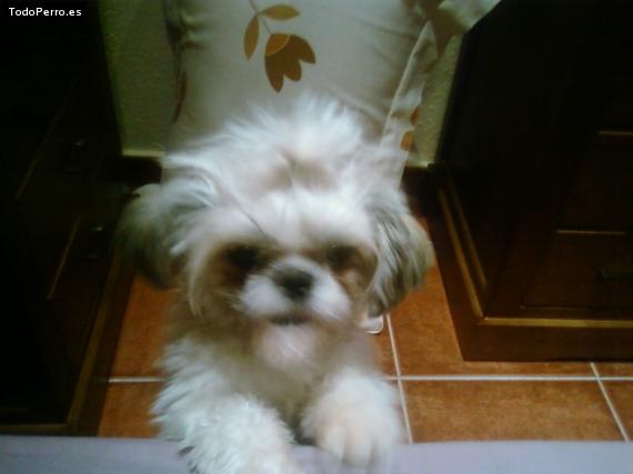 La foto del perro