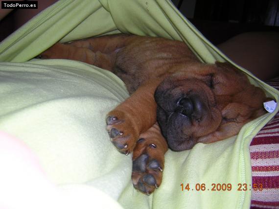 La foto del perro