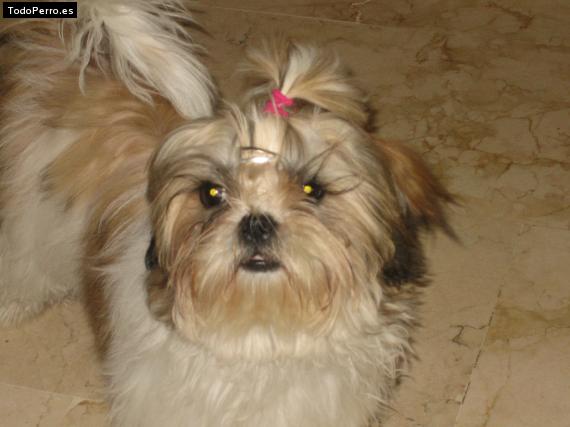 La foto del perro