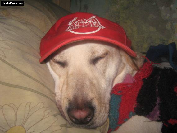 La foto del perro