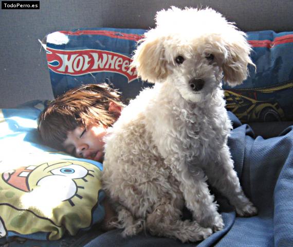 La foto del perro