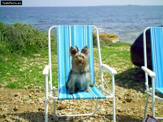 La foto del perro