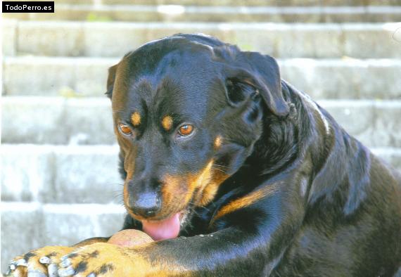 La foto del perro