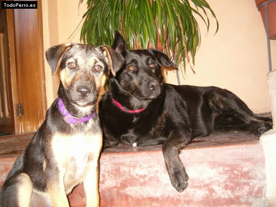 Foto del perro Cuqui y perlita