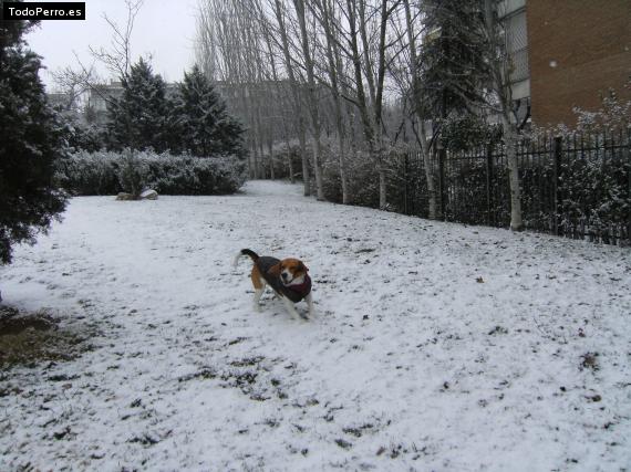 La foto del perro