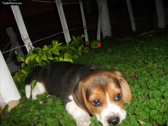 La foto del perro
