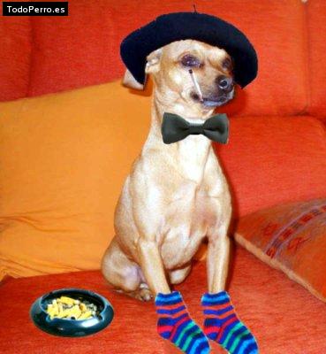 La foto del perro