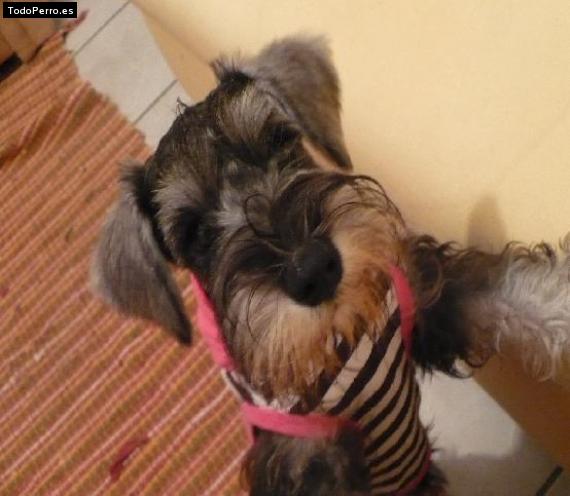 La foto del perro
