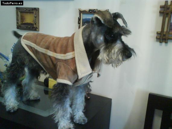 La foto del perro