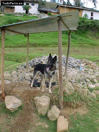 La foto del perro