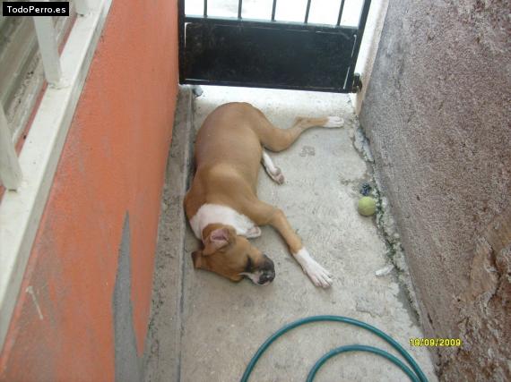 La foto del perro