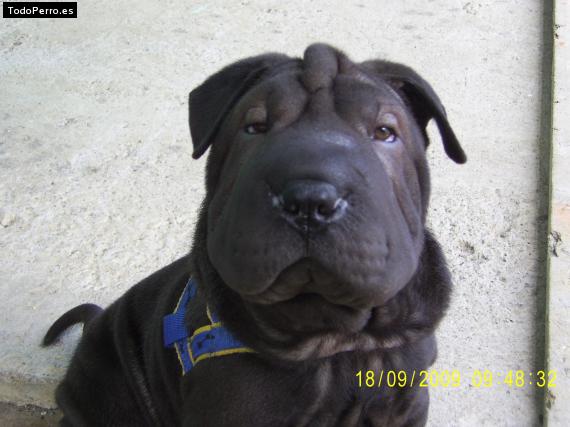 La foto del perro