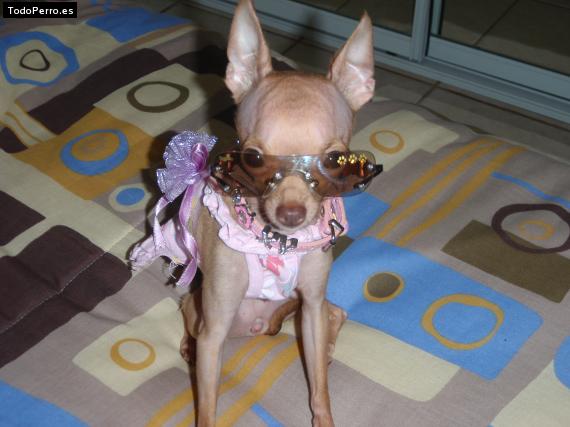 La foto del perro