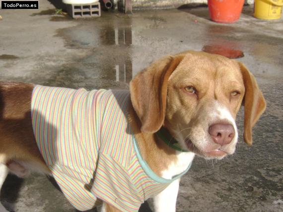 La foto del perro
