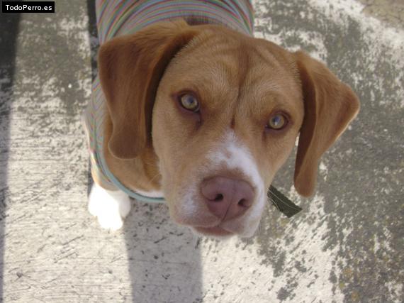 La foto del perro