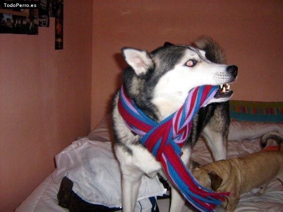 La foto del perro
