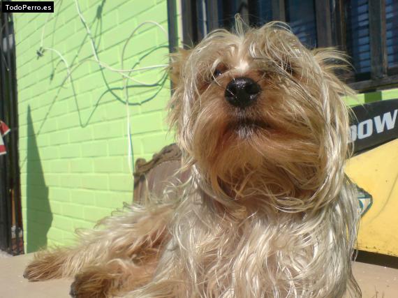 La foto del perro