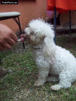 La foto del perro