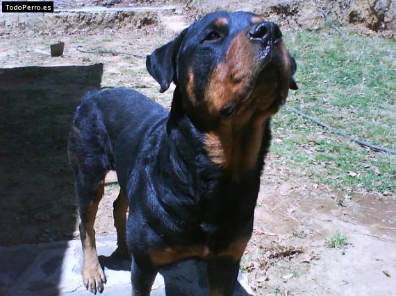 La foto del perro