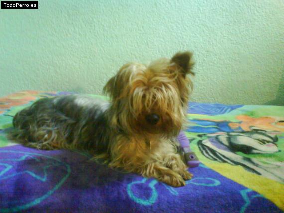 La foto del perro