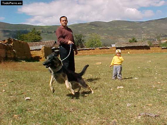 La foto del perro