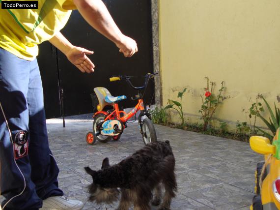 La foto del perro