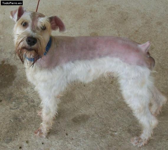 La foto del perro