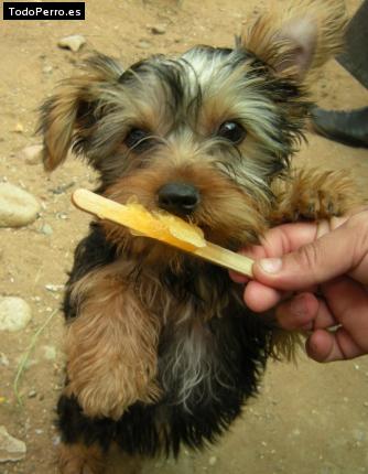 La foto del perro