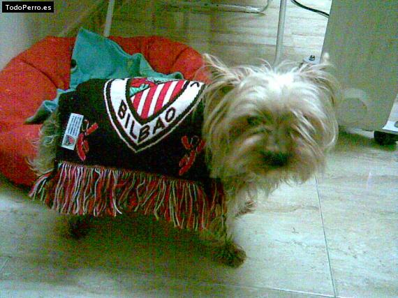 La foto del perro