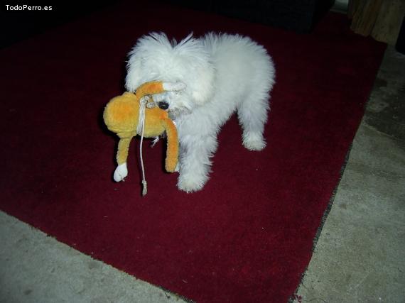 La foto del perro