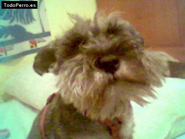 La foto del perro