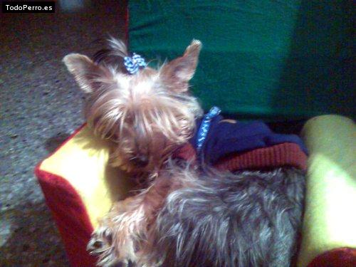 La foto del perro