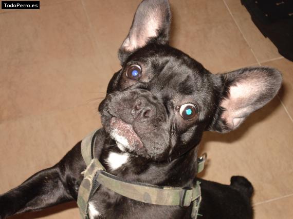 La foto del perro