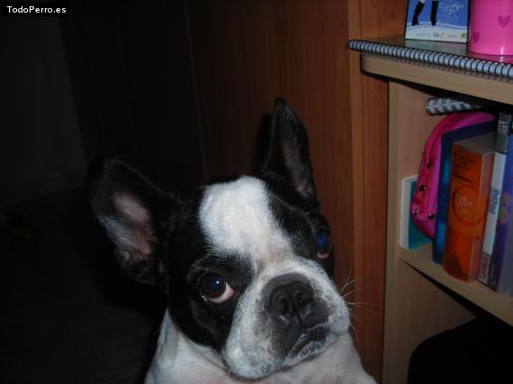 La foto del perro