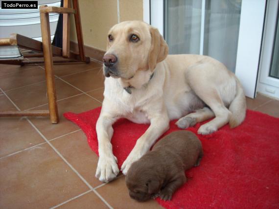 La foto del perro