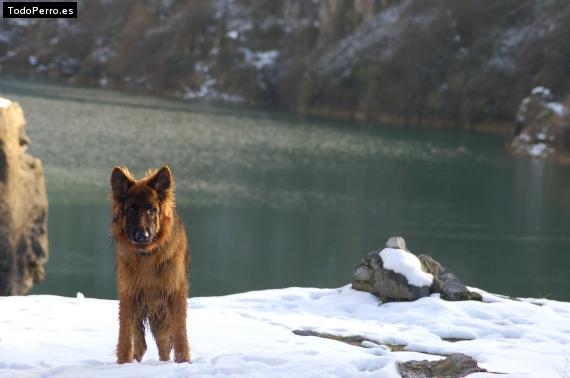 La foto del perro