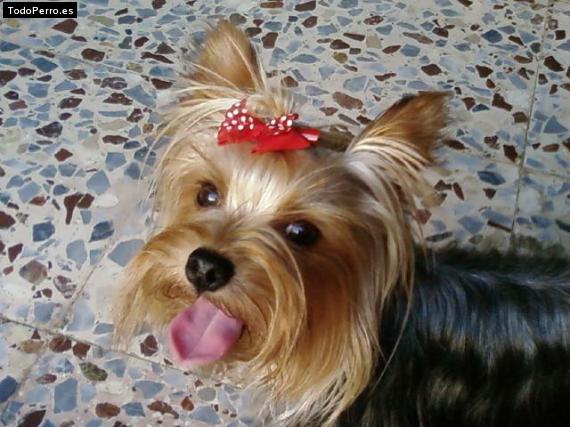 La foto del perro