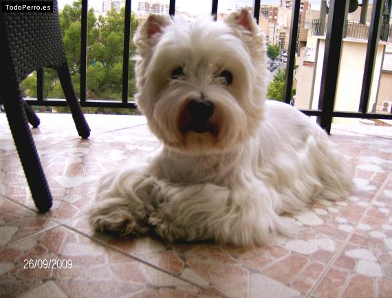La foto del perro